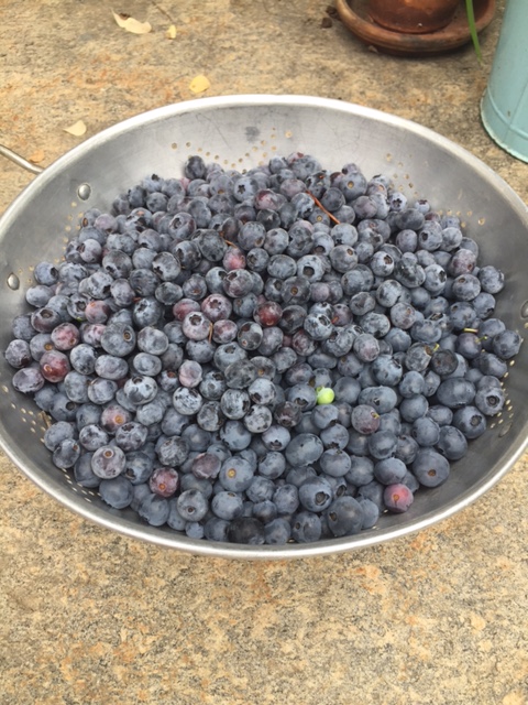blueberry bowl